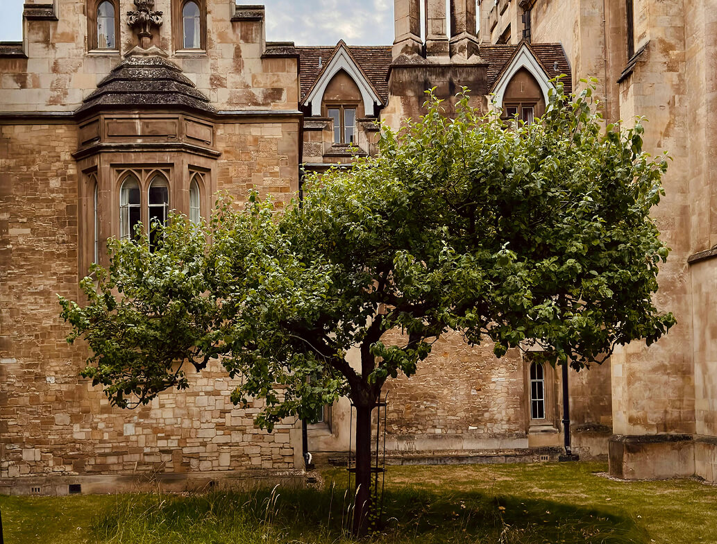 A leafy green tree stands on a patch of grass in front of an old stone building with arched windows and detailed architectural features.