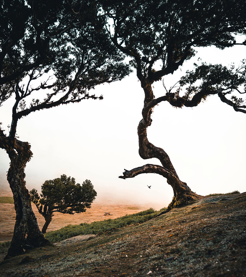 A windswept, grassy hillside with twisted, leafed trees silhouetted against a misty, pale sky; a single bird flies near the horizon.
