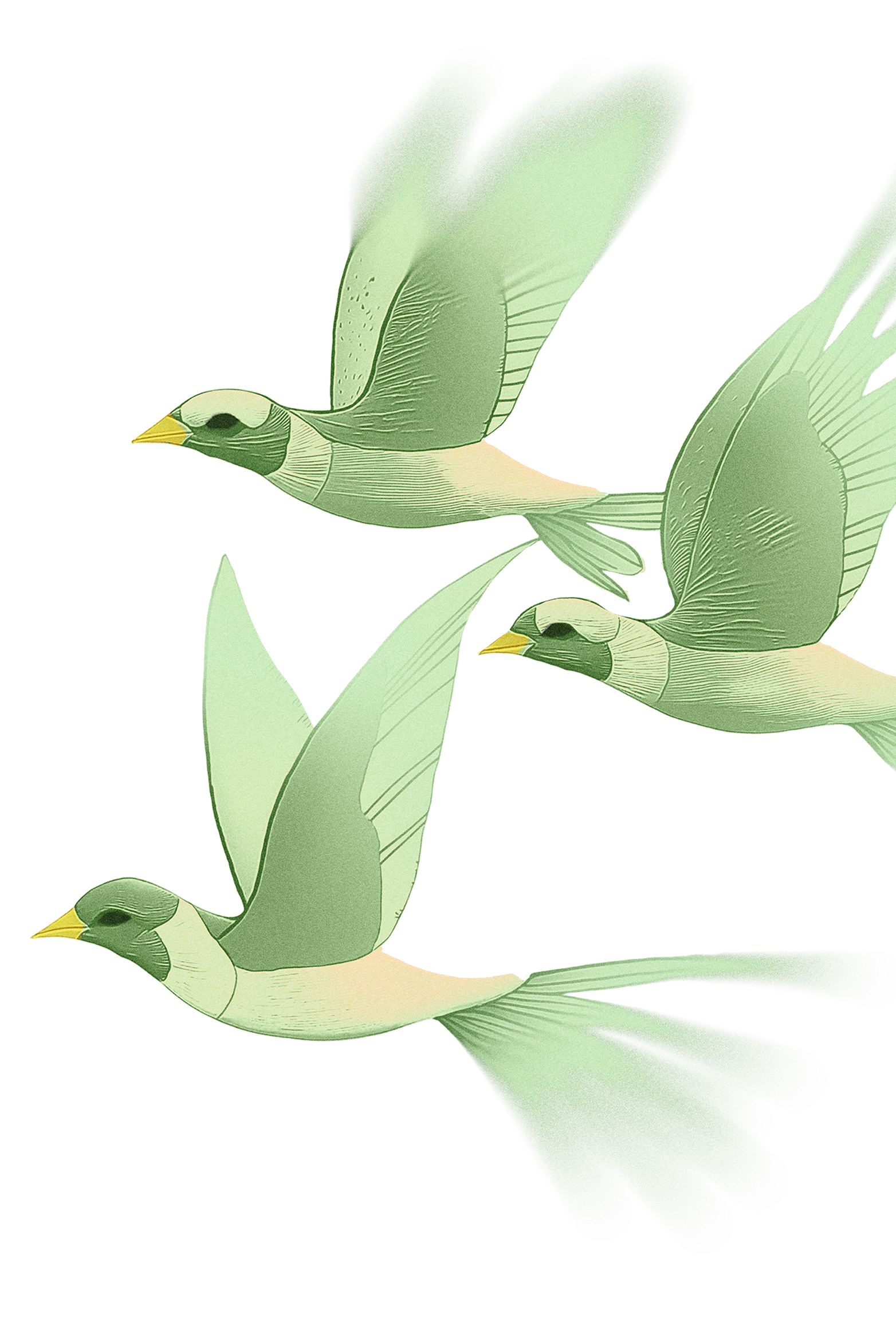 Illustration of three stylized green birds in flight against a black background, showcasing varying wing positions and elongated tail feathers.