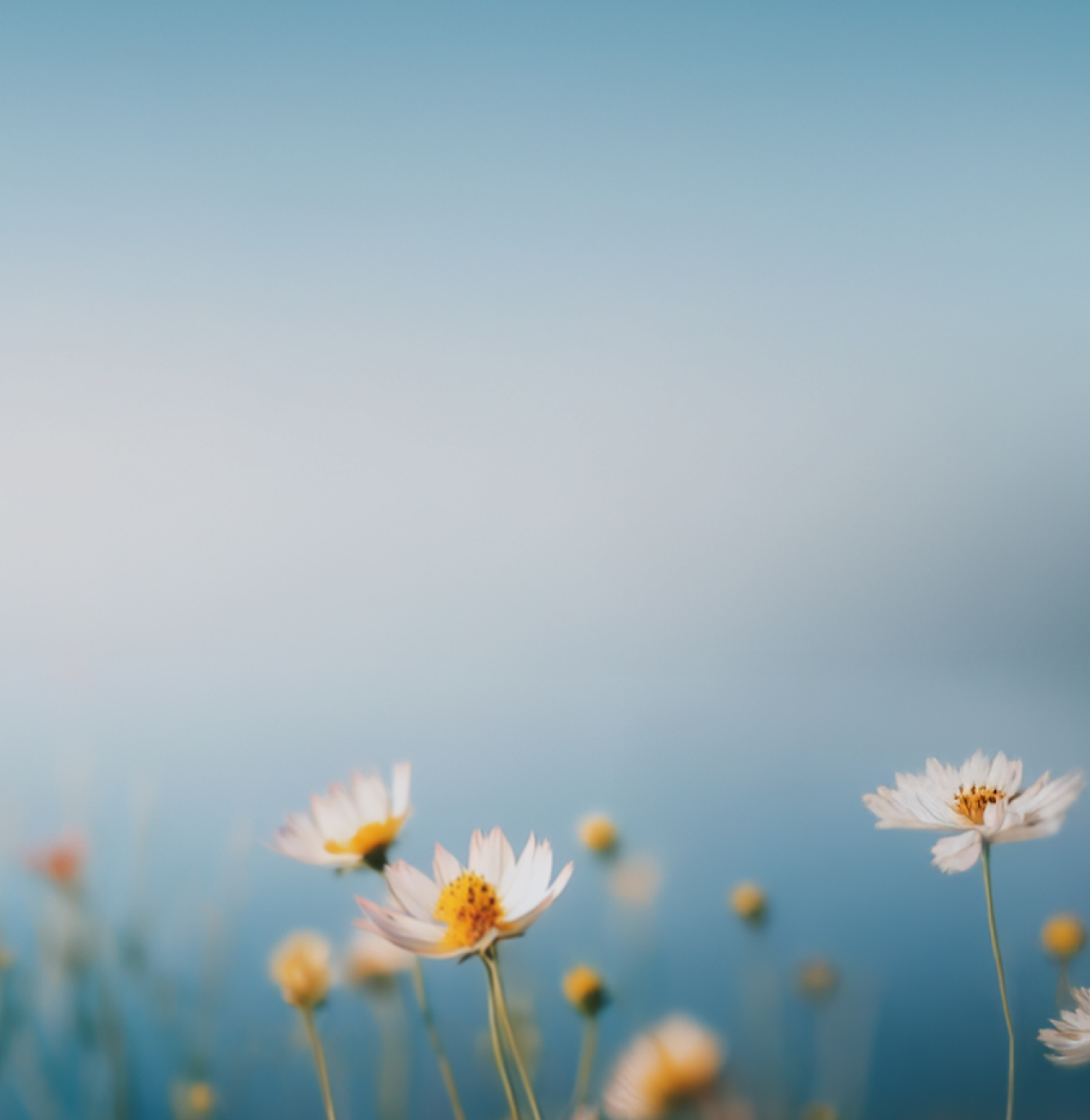 White and yellow wildflowers in soft focus appear in the foreground against a serene, blurred blue background that suggests sky or water, creating a peaceful and dreamy atmosphere.