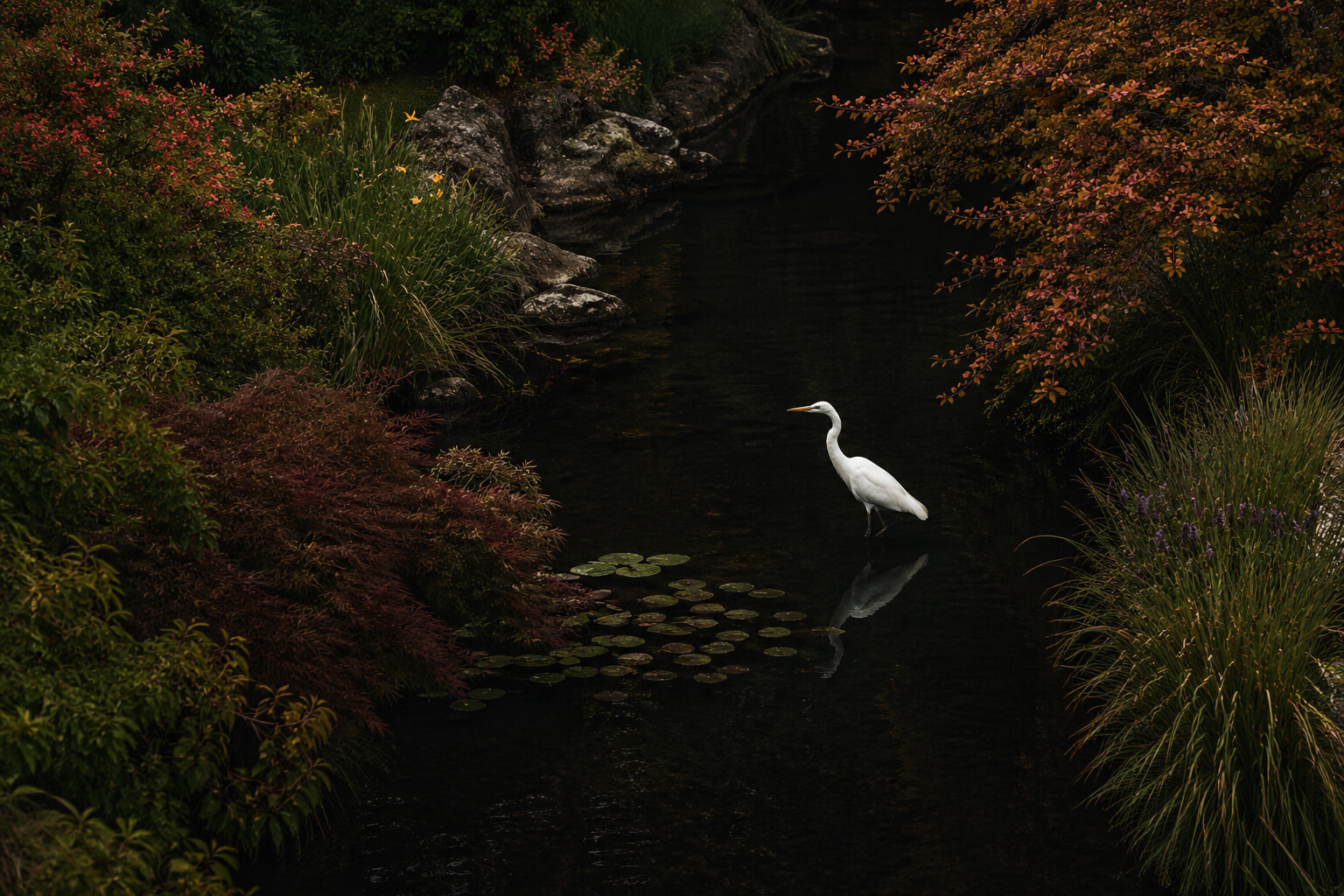 A white egret stands in a dark, tranquil pond surrounded by lush, colorful foliage and lily pads, with the bird’s reflection visible in the water.