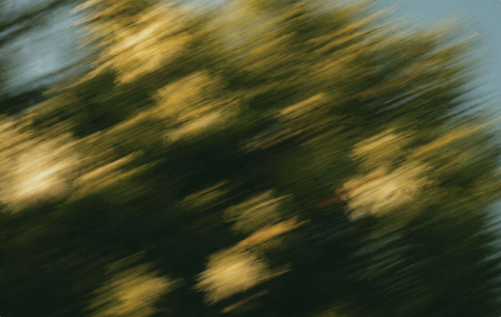 A blurred image of green foliage and yellow sunlight streaks, creating an abstract, painterly effect against a blue sky background.