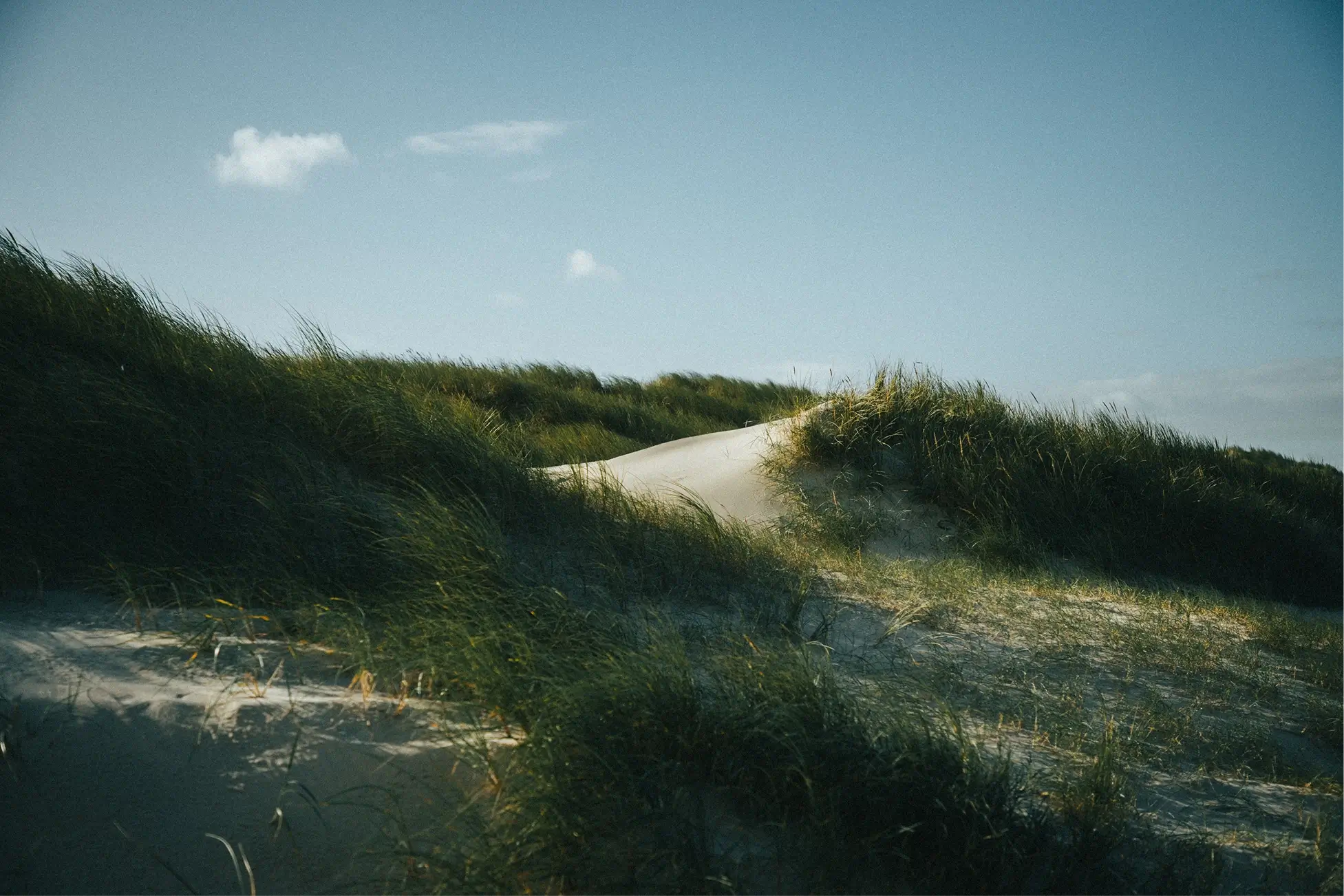 Sand dunes covered in tall grass under a clear blue sky, with sunlight casting shadows on the landscape.