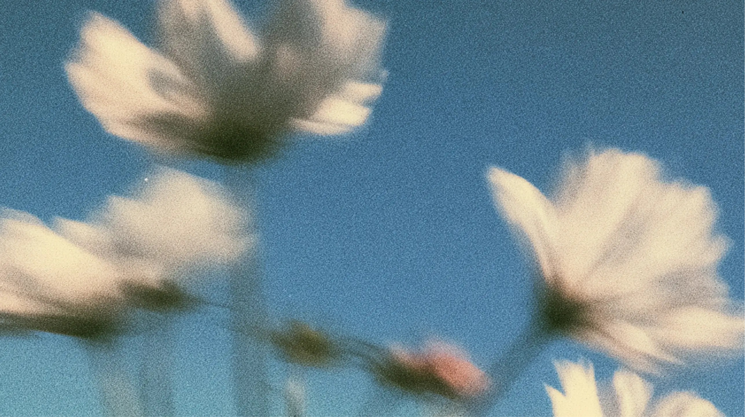 Blurry, light-colored flowers against a blue sky.