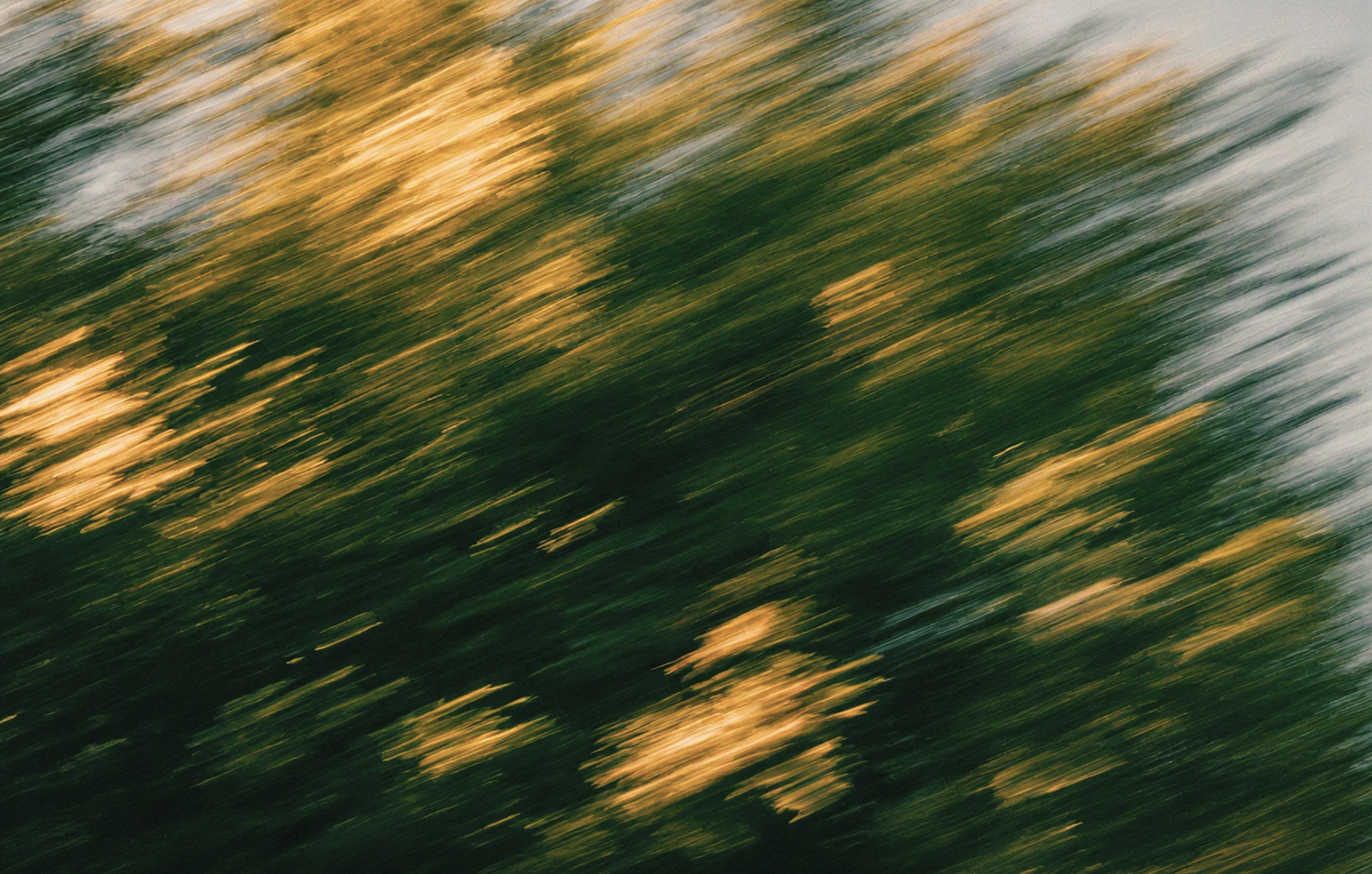 Motion-blurred trees with golden sunlight streaks against a gray sky.